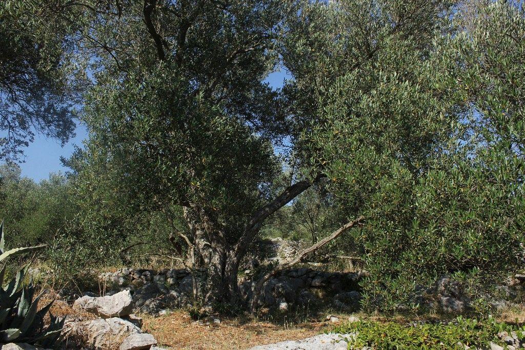 Secluded fisherman's cottage Cove Magrovica - Telascica, Dugi otok - 8142 Sali Esterno foto